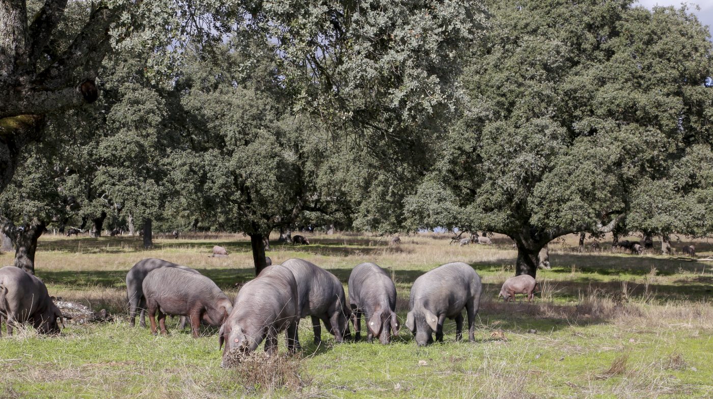 Iberico Pigs in Montanera